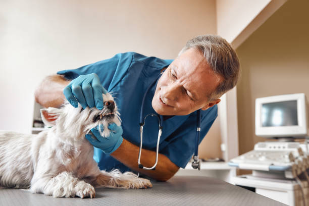 Best Emergency Treatment for Dental Infections or Abscesses in Brock Hall, MD